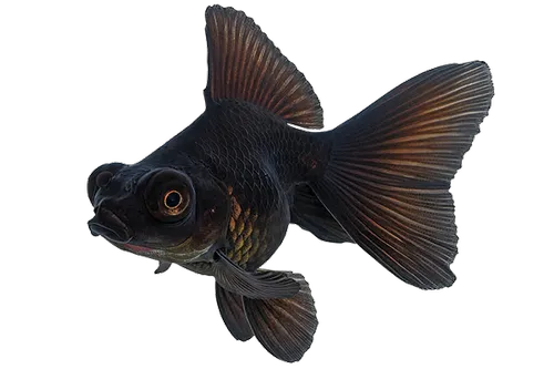 Black Gold Fish