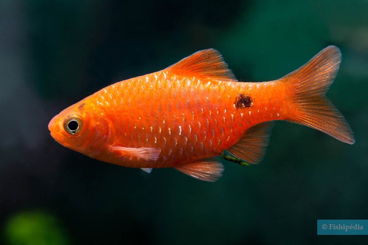 Rosy Barb